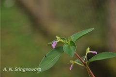 Impatiens minor var. hirsuta